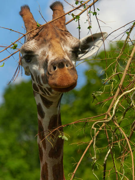 istock Close-up portrait a giraffe in between tree in summer 2178486117