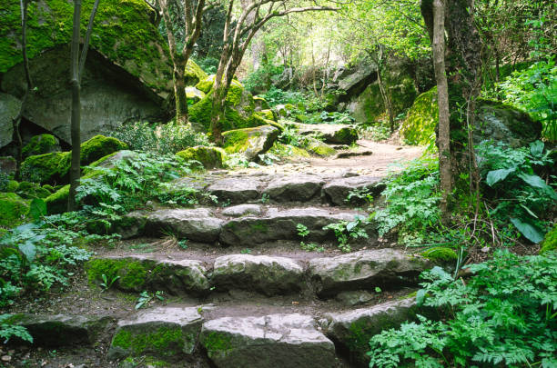 Rocks, steps on walking paths covered with green moss in the park. Natural background.