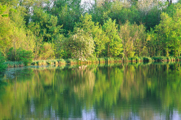 Ponds and forest in a park recreation area. Natural background.