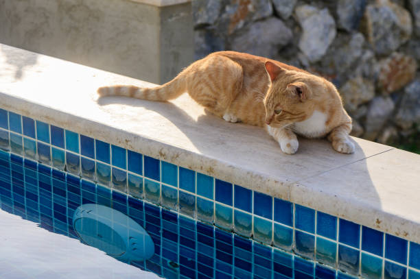 istock A Curious Ginger Cat Relaxes Beside a Sparkling Blue Pool Under Warm Sunlight in a Tranquil Outdoor Setting 2178486288