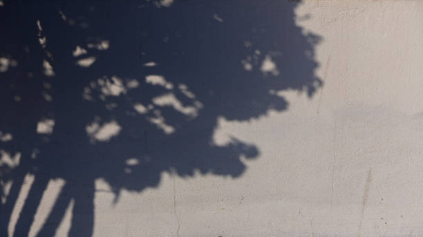 istock A Mesmerizing Shadow of Foliage Dancing Lightly Across a Concrete Surface in the Afternoon Sunlight 2178486304