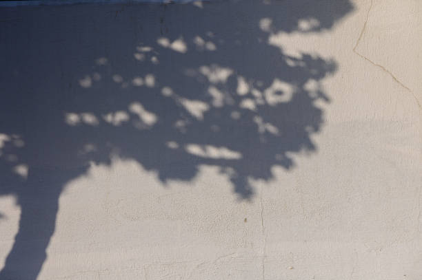 A Shadowy Silhouette of a Tree Cast on a Textured Wall During the Gentle Light of Late Afternoon