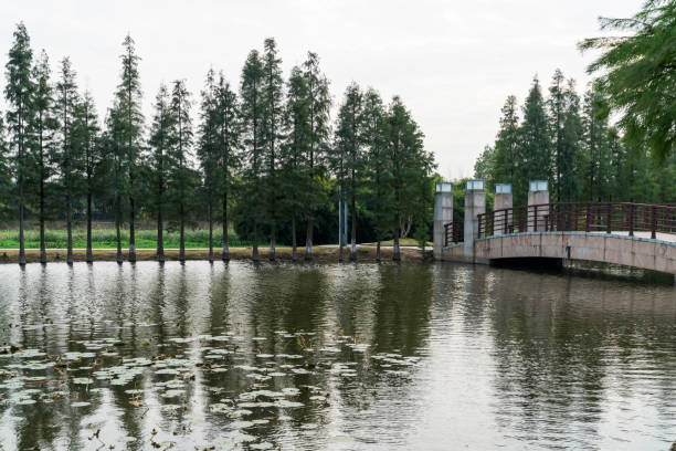 istock Lush greener around the pond in the park 2178486578