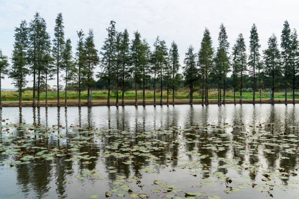 Vaide Pond near Kolka in the Kurzeme region of Latvia
