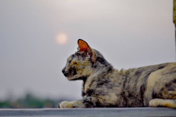 Close up of a gray cat sitting against a blurred background