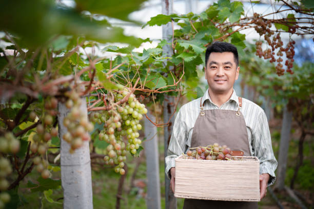 istock Male farmer working in the vineyard 2178488487