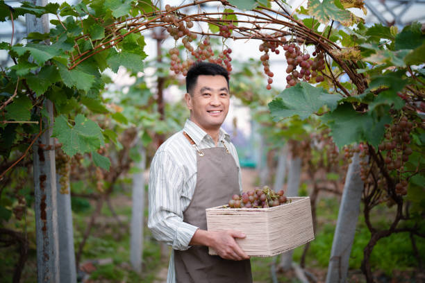 istock Male farmer working in the vineyard 2178488497