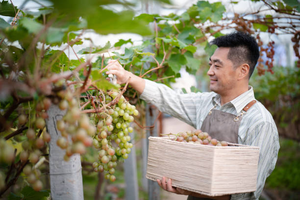istock Male farmer working in the vineyard 2178488598
