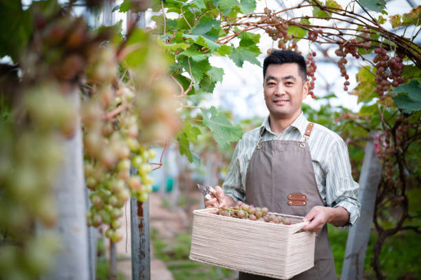 istock Male farmer working in the vineyard 2178488661