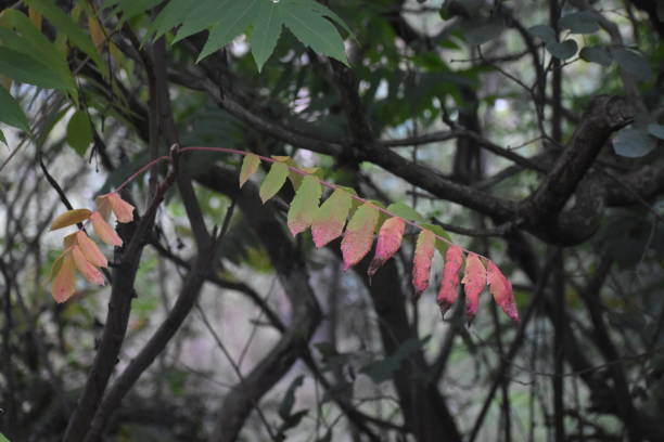 istock Staghorn sumac autumn leaves. 2178489847