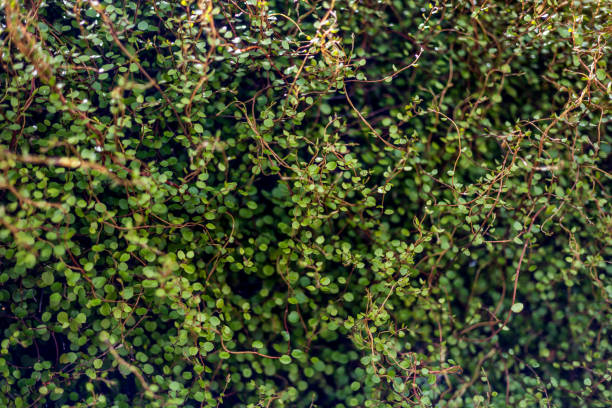 An intricate and dense cluster of tiny green leaves and thin vines, forming a natural, textured pattern of lush greenery