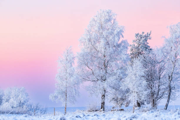 istock Cold winter evening at dusk with frost trees 2178494046