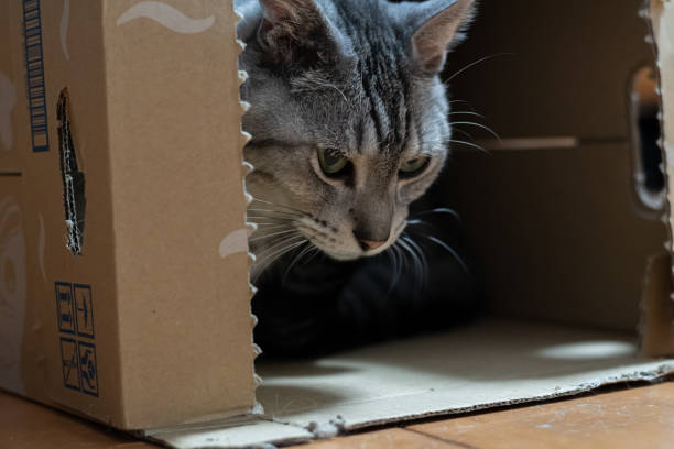 istock Cute cat relaxing in a cardboard box 2178494793