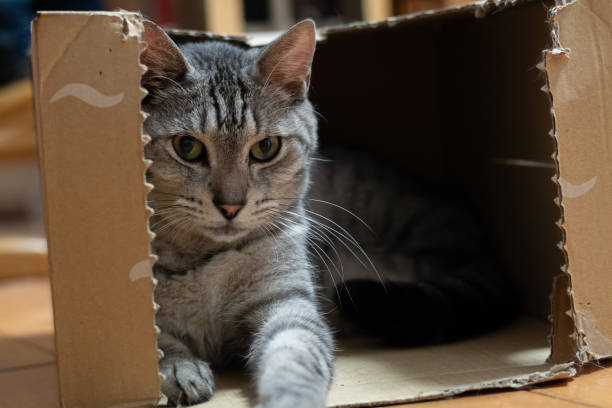 istock Cute cat relaxing in a cardboard box 2178494810
