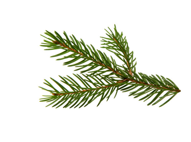 istock Spruce branch isolated. Christmas decoration. 2178496405