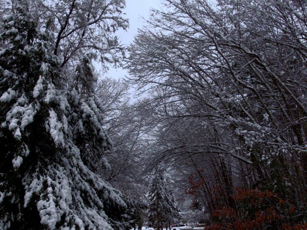 istock Snowy Winter Forest from a Low Angle in New England 2178498415