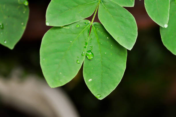 Rain tree or Samanea saman, LEGUMINOSAE MIMOSOIDEAE and rain drop or dew drop