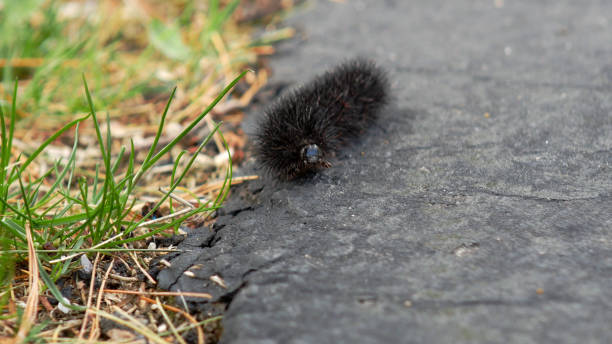 istock Caterpillar Crawls on Road Near Grass 2178499092