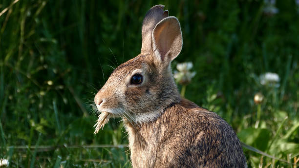 istock Cottontail Rabbit Chews on Grass Close-up 2178499111