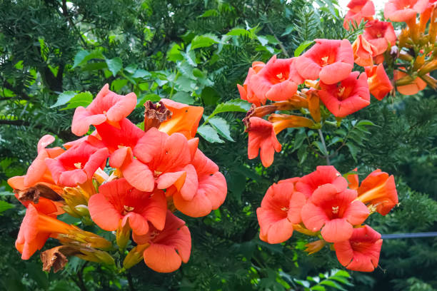 istock red color flowers in garden 2178499855