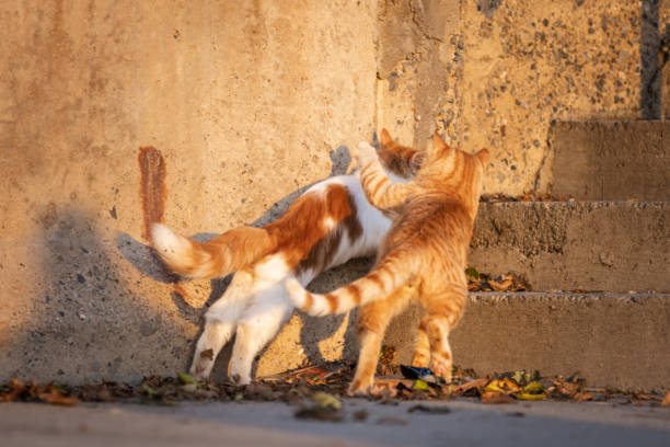 Ginger stray cat is attacking other ginger stray cat on the street.