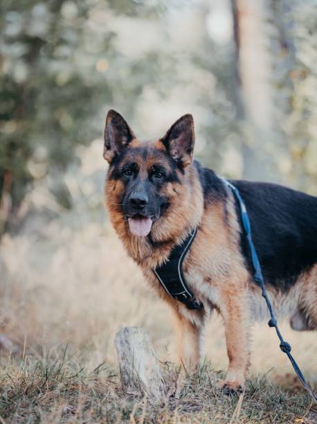 istock German Shepherd standing in a grassy field with a blurred background 2178501278