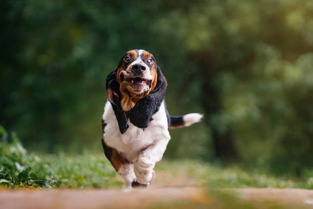 A funny dog runs through the forest.