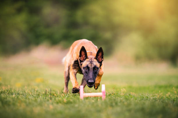 Malinois on the summer lawn at dog obedience training