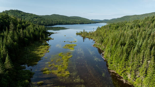 istock Boreal Forest Nature in Summer Season, Quebec, Canada 2178502975