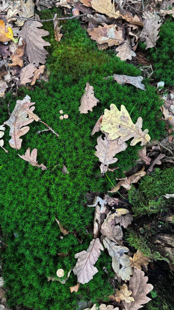 istock Common Haircap Moss. Polytrichum commune in the forest floor in autumn.Forest background. 2178503001