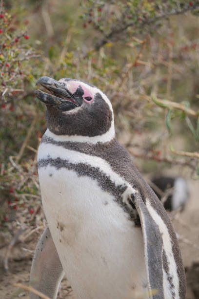 istock Vertical image of a Magellanic Penguin Spheniscus magellanicus  standing in front of tall bushes. 2178503541