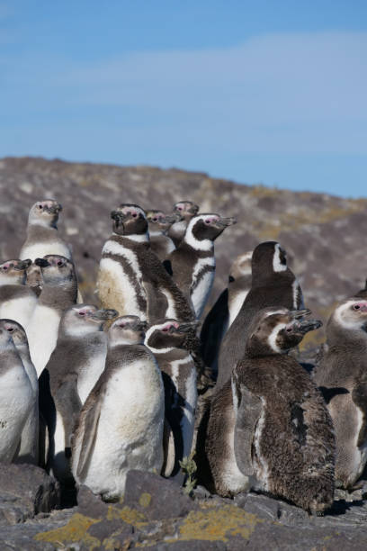 istock Vertical image of a group of Magellanic Penguins Spheniscus magellanicus  standing on rocks basking in the sun. 2178503567