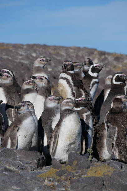 istock Vertical image of a group of Magellanic Penguins Spheniscus magellanicus  standing on rocks basking in the sun. 2178503587