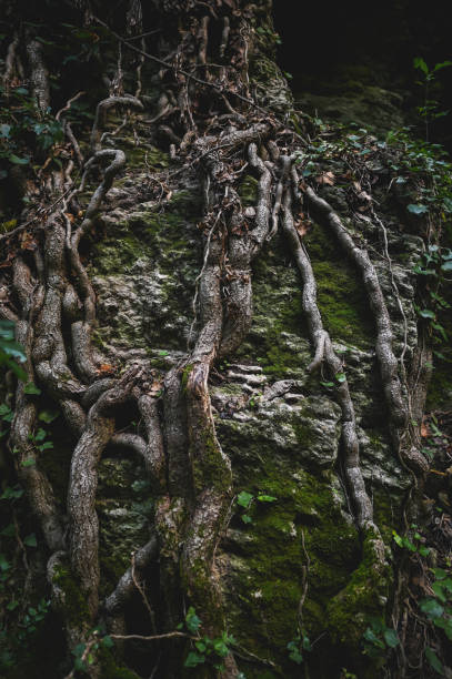 istock Close up of tree trunk grows in mountains. 2178504146