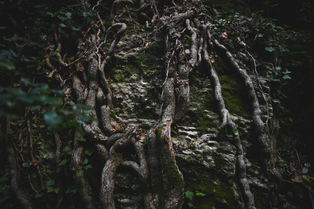 Majestic roots in woodland.
