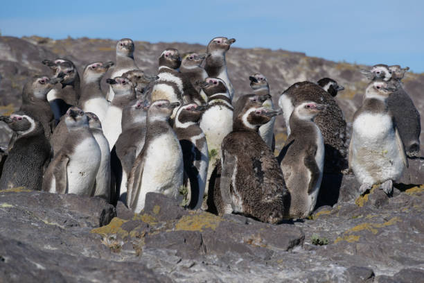 istock A group of Magellanic Penguins Spheniscus magellanicus chicks standing on rocks basking in the sun and molting. 2178504376