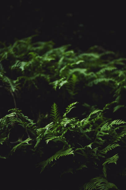 istock Dryopteris species close up. 2178504551