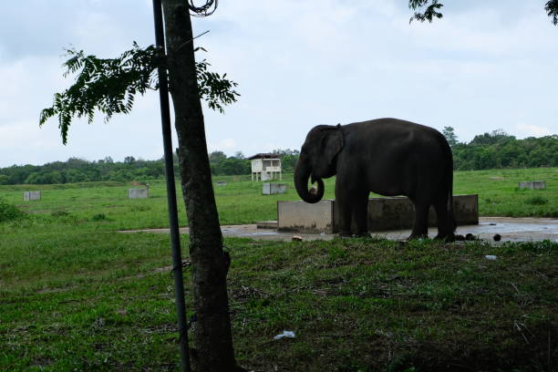 istock Elephant standing by a concrete water trough, partially shaded by a tree in Way Kambas National Park, Indonesia. 2178505185