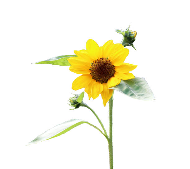 Sunflower isolated on white background