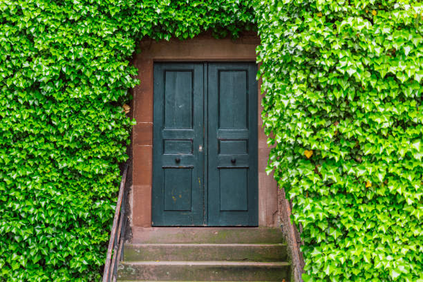 istock Green Ivy-Covered Doorway with Rustic Charm 2178505489