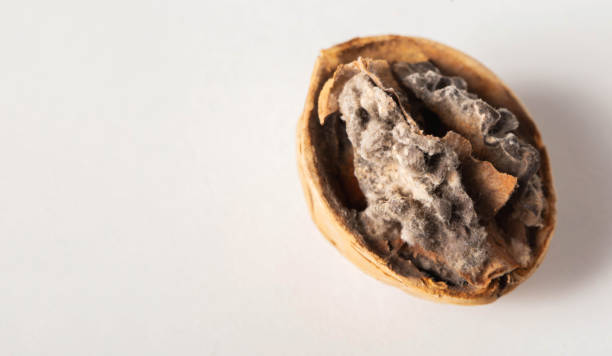 Rotten and moldy walnut on a white background. Brain disease concept, meningitis and and Alzheimer's disease. Copy space for text
