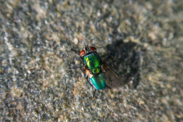 A macro shot of a tsetse fly on the ground