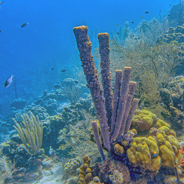 istock branching vase sponge,Callyspongia ,Cladochalina, aculeata 2178507403