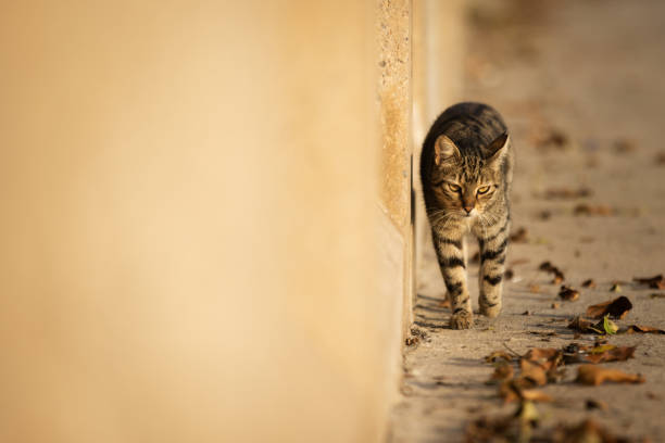 Tabby stray cat is walking on the coastline at sunset.