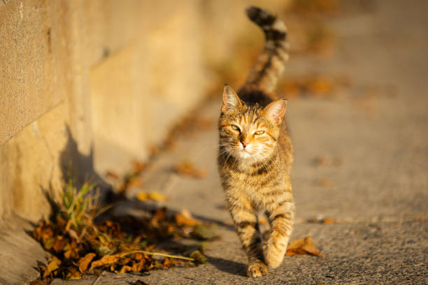 istock Tabby cat is walking on the outside at sunset. 2178507575