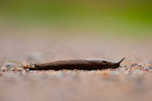 Land snail on the street close-up with focus on the mouth