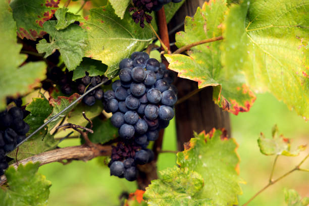 istock Close-up blue grapes, ready to harvest. 2178508073