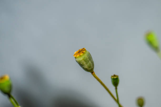 Poppy seed pod in a garden.