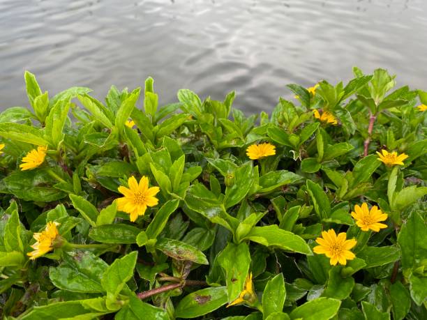 istock Sphagneticola trilobata flowers 2178509883
