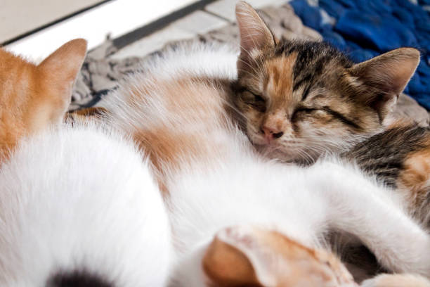 Cute kittens is peaceful sleeping on the floor